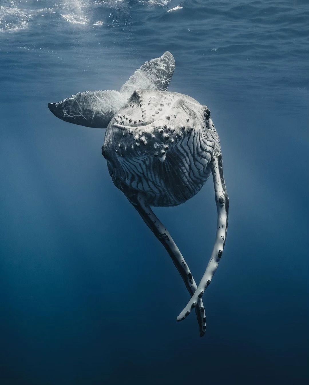 Avistamiento de ballenas Cabo
