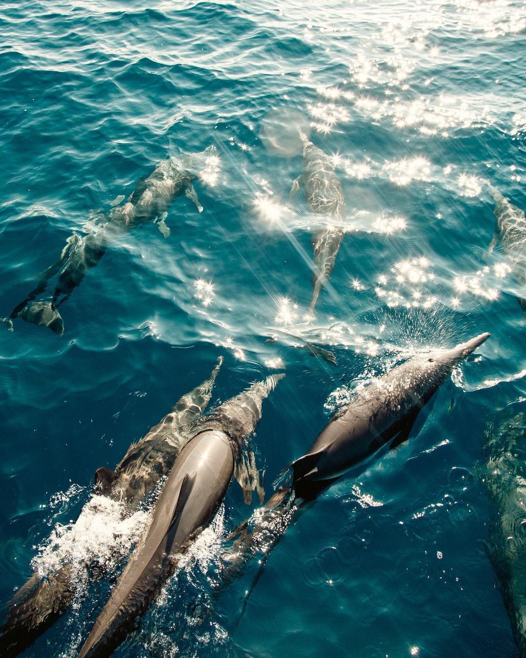 Delfines Los Cabos