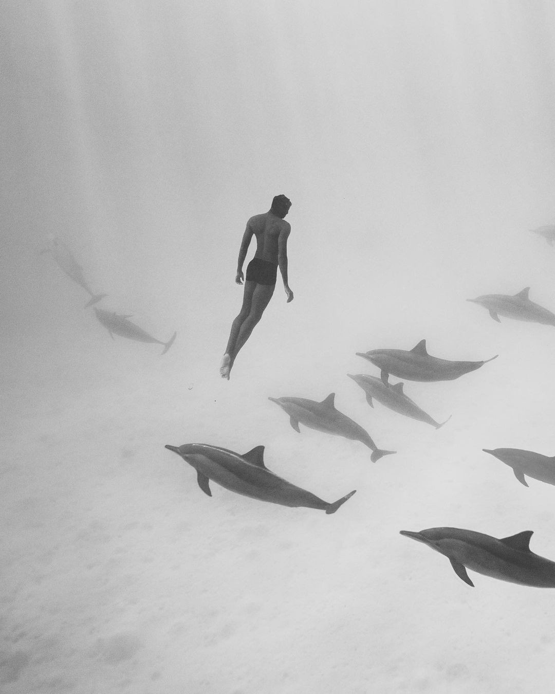 Nado con delfines Los Cabos