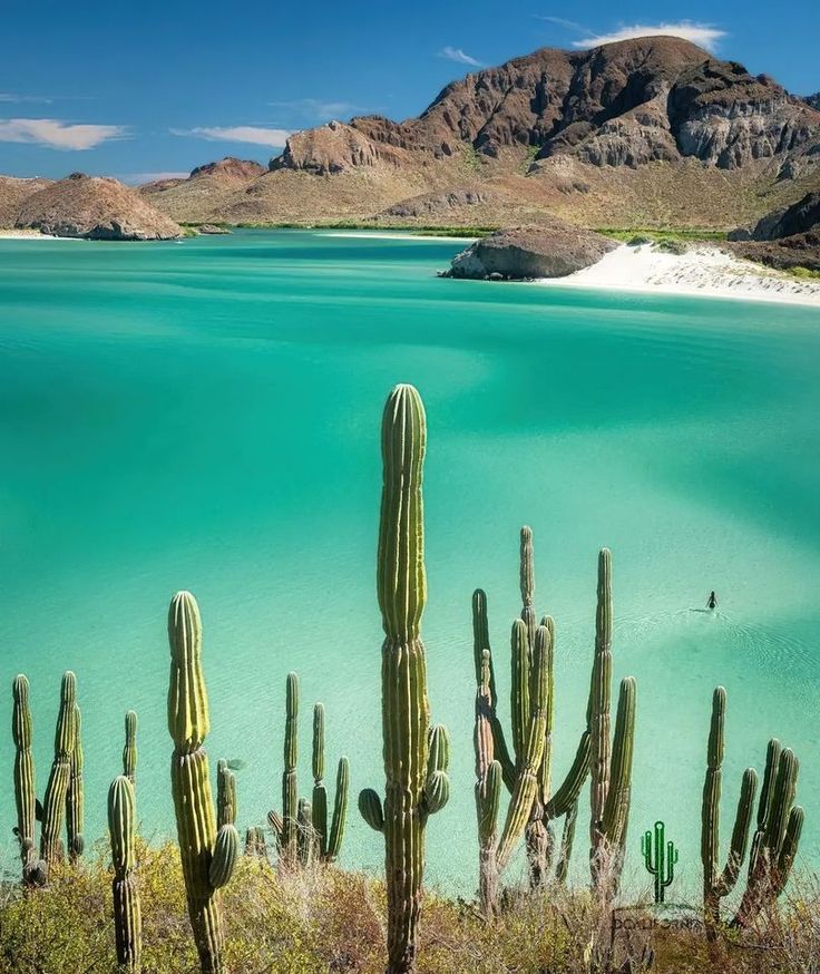 Playa Balandra La Paz